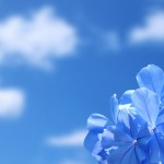 blue flower sky2
