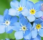 blue flower CC